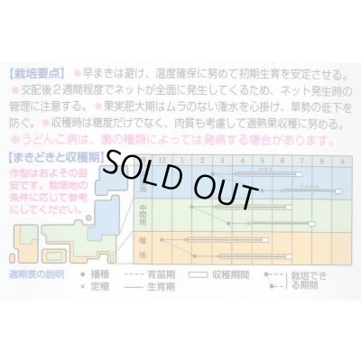 画像3: 送料無料　[メロン]　パンナＴＦ　100粒　タキイ種苗(株)