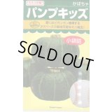 送料無料　[かぼちゃ]　ミニカボチャ　パンプキッズ　10粒　カネコ種苗（株）
