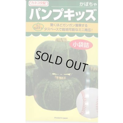 画像1: 送料無料　[かぼちゃ]　ミニカボチャ　パンプキッズ　100粒　カネコ種苗（株）