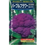 送料無料　[カリフラワー]　パープルフラワー　コート　1000粒　武蔵野交配