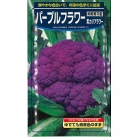 送料無料　[カリフラワー]　パープルフラワー　コート　1000粒　武蔵野交配
