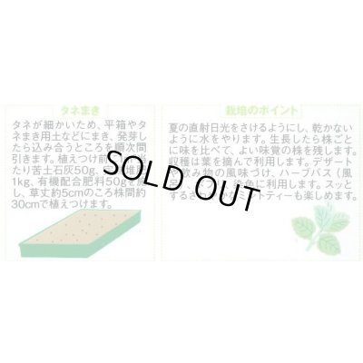 画像2: 送料無料　[ハーブの種]　ペパーミント　約1300粒　(株)サカタのタネ　実咲（003190）