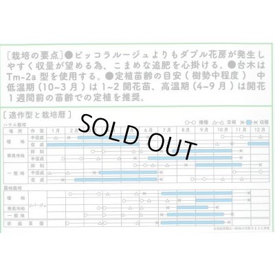 画像2: 送料無料　[ミニトマト]　ピッコラルージュCF　100粒　サナテックシード（株）