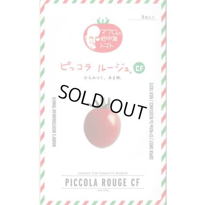 画像1: 送料無料　[ミニトマト]　ピッコラルージュCF　100粒　サナテックシード（株）