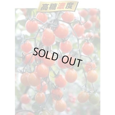 画像4: 送料無料　[トマト/マウロの地中海トマト]　ピッコラカナリア　100粒　サナテックシード（株）