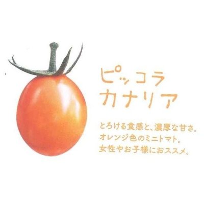 画像2: [トマト/マウロの地中海トマト]　ピッコラカナリア　100粒