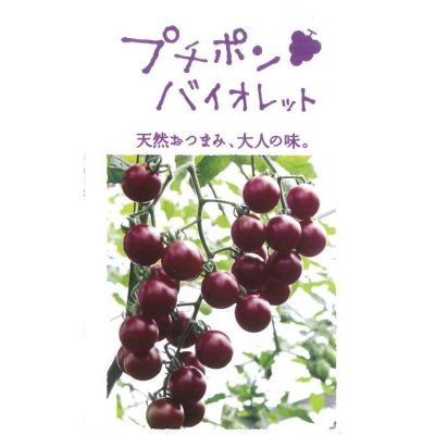 画像2: [トマト/マウロの地中海トマト]　送料無料！　プチポンバイオレット　1000粒　　パイオニアエコサイエ ンス　