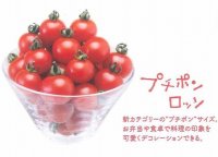 送料無料　[トマト/マウロの地中海トマト]　プチポンロッソ　100粒　サナテックシード（株）