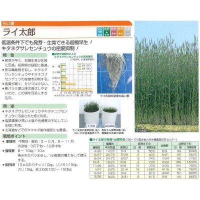 画像2: [緑肥]　ライ麦　ライ太郎 1kg　タキイ種苗（株）