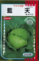 送料無料　[キャベツ]　藍天　2000粒　（株）サカタのタネ
