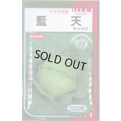 画像1: 送料無料　[キャベツ]　藍天　2000粒　（株）サカタのタネ