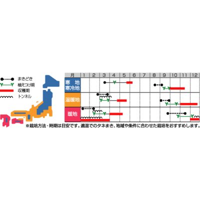 画像3: 送料無料　[レタス]　レッドウェーブ　20ml　（株）サカタのタネ