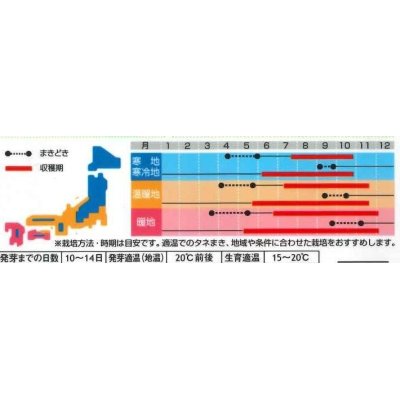 画像3: [ハーブの種]　レモンバーム　約700粒　サカタのタネ　実咲