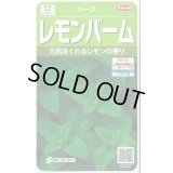 送料無料　[ハーブの種]　レモンバーム　約700粒　(株)サカタのタネ　実咲（003193）