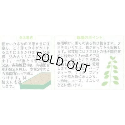 画像2: 送料無料　[ハーブの種]　レモンバーム　約700粒　(株)サカタのタネ　実咲（003193）