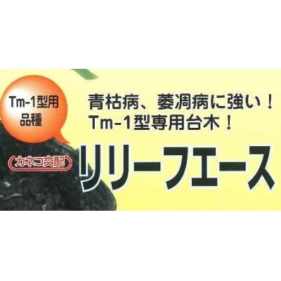 画像2: [台木/トマト用]　リリーフエース　100粒　 カネコ種苗