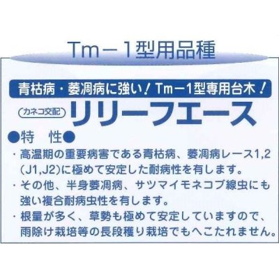 画像3: [台木/トマト用]　リリーフエース　1000粒　 カネコ種苗