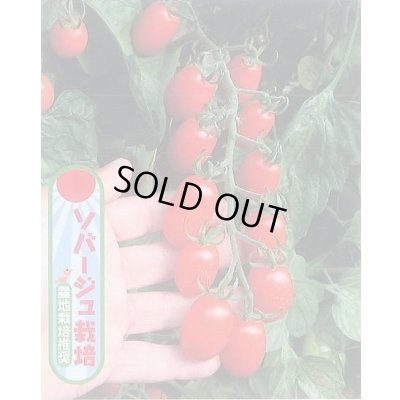 画像7: 送料無料　[トマト/マウロの地中海トマト]　ロッソナポリタン　8粒　サナテックシード（株）