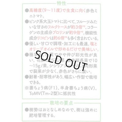 画像4: 送料無料　[トマト/マウロの地中海トマト]　ロッソナポリタン　8粒　サナテックシード（株）