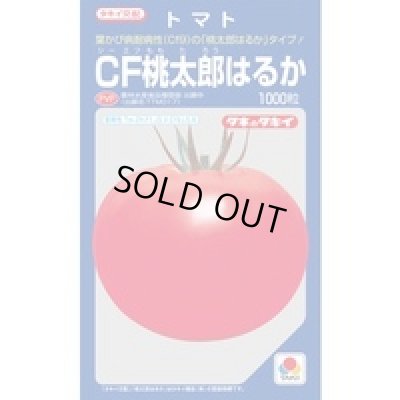 画像1: 送料無料　[トマト/桃太郎系]　ＣＦ桃太郎はるか　1000粒　タキイ種苗(株)