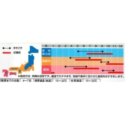 画像3: [ハーブの種]　ロケット（ルッコラ）　約700粒　サカタのタネ　実咲