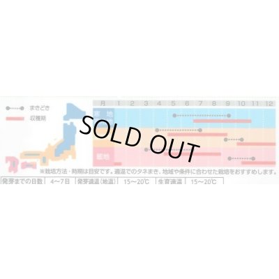 画像3: 送料無料　[ハーブの種]　ロケット(ルッコラ)　約700粒　(株)サカタのタネ　実咲（003195）