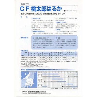 画像2: [トマト/桃太郎系]　ＣＦ桃太郎はるか　16粒　タキイ種苗（株）　DF