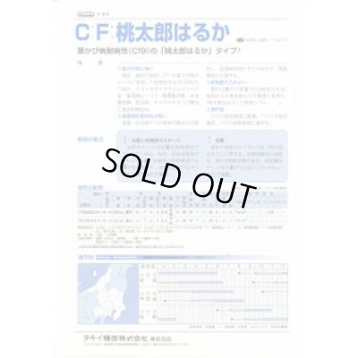 画像2: 送料無料　[トマト/桃太郎系]　ＣＦ桃太郎はるか　16粒　タキイ種苗(株)　DF