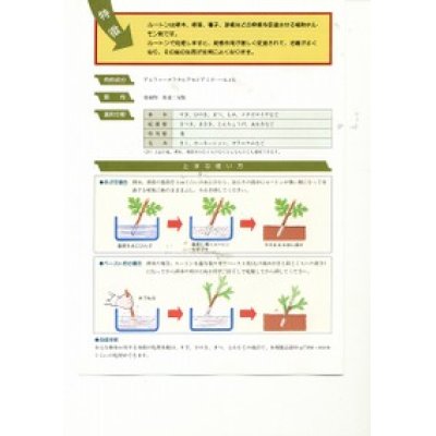画像3: 農薬　　ルートン　　植物成長調整剤　20g