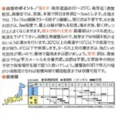 画像2: 送料無料　[イタリア野菜]　スティッキオ　200粒　トキタ種苗(株)