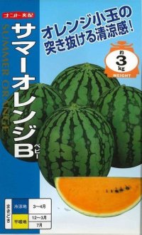 [スイカ]　小玉スイカ　サマーオレンジB　7粒　ナント種苗（株）