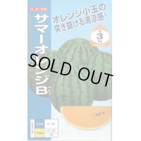 送料無料　[スイカ]　小玉スイカ　サマーオレンジB　7粒　ナント種苗(株)
