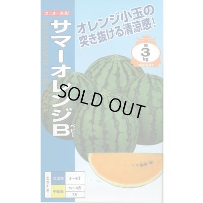 画像1: 送料無料　[スイカ]　小玉スイカ　サマーオレンジB　200粒　ナント種苗(株)