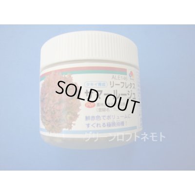 画像1: [レタス]　リーフレタス　サマールージュ　ペレット種子　　5000粒　タキイ種苗