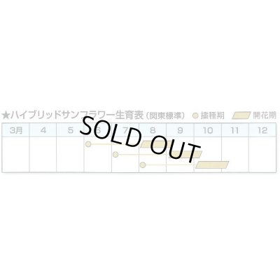 画像3: [景観形成作物]　ヒマワリ　ハイブリッドサンフラワーNEO　200g　カネコ種苗（株）
