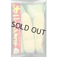 [とうもろこし]　サニーショコラ　2000粒　ヴィルモランみかど（株）