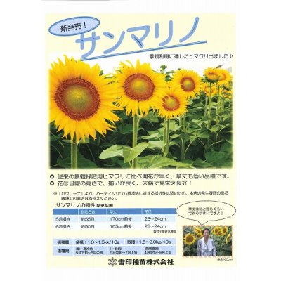 画像3: [景観形成作物]　ひまわり　サンマリノ　NSデュカット　500g　雪印種苗株式会社