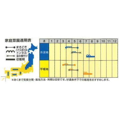 画像3: [メロン]　サンライズ　100粒　ナント種苗（株）