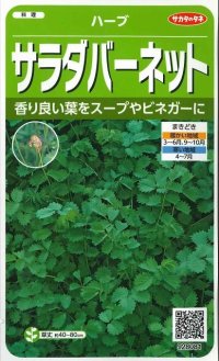 [ハーブの種]　サラダバーネット　約60粒　　サカタのタネ　実咲