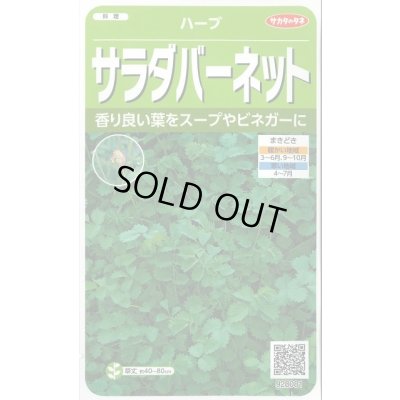 画像1: [ハーブの種] サラダバーネット 約60粒 (株)サカタのタネ 実咲250(003188)