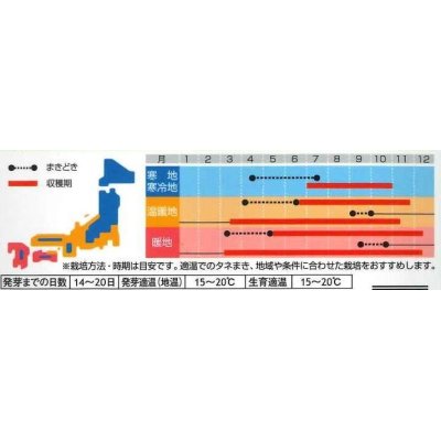 画像3: [ハーブの種]　サラダバーネット　約60粒　　サカタのタネ　実咲