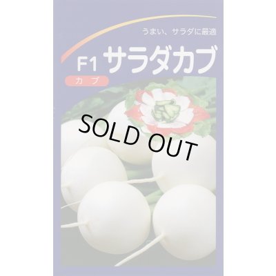 画像2: [シーダー種子]　かぶ　スワン　1粒×10cm間隔