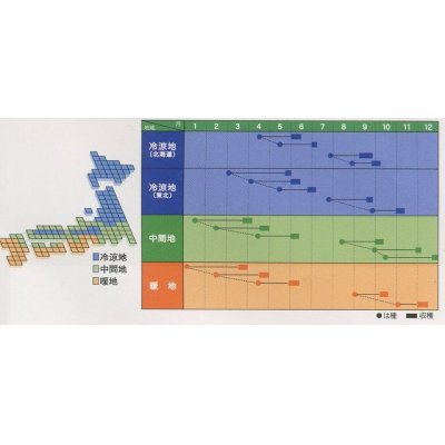 画像3: [シーダー種子]　かぶ　スワン　1粒×10cm間隔