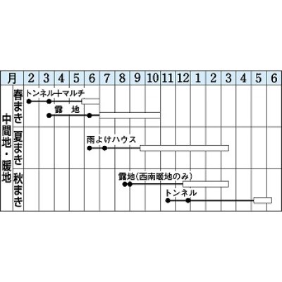 画像3: [シーダー種子]　ごぼう　サラダむすめ　（てがるゴボウ）　1粒×5ｃｍ間隔　