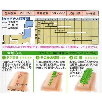 画像2: [牛蒡]　サラダむすめ　（てがるゴボウ）　4.5ml　タキイ種苗　GF