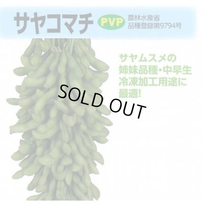 画像2: [枝豆]　サヤコマチ　1L　雪印種苗(株)
