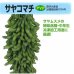 画像2: [枝豆]　サヤコマチ　1L　雪印種苗(株) (2)