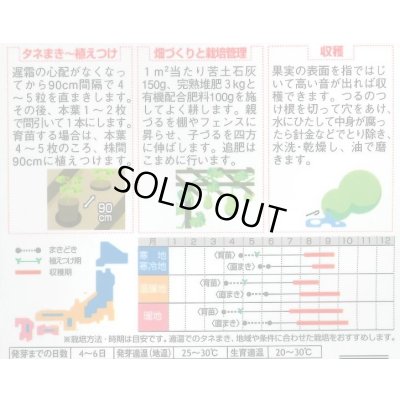 画像2: 送料無料　千成ひょうたん　約40粒　(株)サカタのタネ　実咲250（002862）