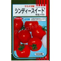 [トマト/中玉トマト]　送料無料！　シンディースイート　1000粒　サカタのタネ（株）