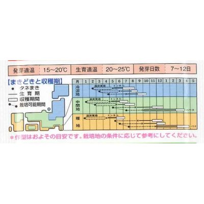 画像3: [葉物]　セルリー　新コーネル619号　0.8ml　タキイ種苗　GF